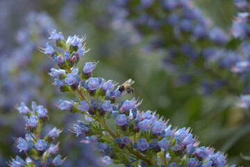 Flora of Gran Canaria - Echium callithyrsum, blue bugloss of Gran Canaria or of Tenteniguada, endemic and vulnerable plant natural macro floral background
