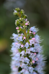 Flora of Gran Canaria - Echium callithyrsum, blue bugloss of Gran Canaria or of Tenteniguada, endemic and vulnerable plant natural macro floral background
