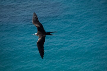 seagull in flight
