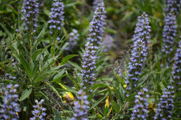 Flora of Gran Canaria - Echium callithyrsum, blue bugloss of Gran Canaria or of Tenteniguada, endemic and vulnerable plant natural macro floral background
