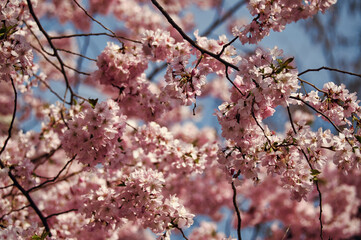 rosa pink cherry tree blossom