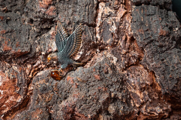 Decoration in the form of a flying eagle of bronze and amber on a wooden background