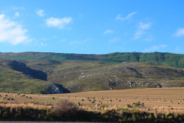 Fototapeta na wymiar Flock of sheeps in the South African hinterland close to Swellendam