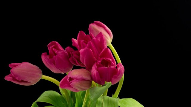 Opening of beautiful large bouquet of pink tulips flower on black background. Springtime. Holiday. Celebration, Love, birthday Timelapse. Close up. 4K