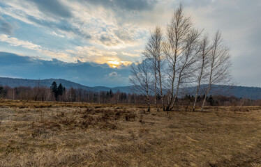 Unique landscape with heather thickets in the foreground, birch curtains and a background of mountains. Early spring aspect. Early spring landscape of the Carpathians, Beskids region. 