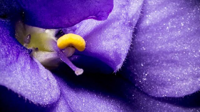 Violet flower macro extreme close-up. Texture of violet flower. 4K video high quality. ProRes 422 HQ.