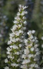 Flora of Gran Canaria - Echium callithyrsum, blue bugloss of Gran Canaria or of Tenteniguada, endemic and vulnerable plant natural macro floral background
