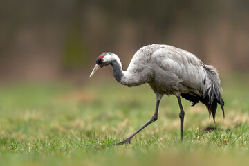 Common crane bird close up ( Grus grus ) © Piotr Krzeslak