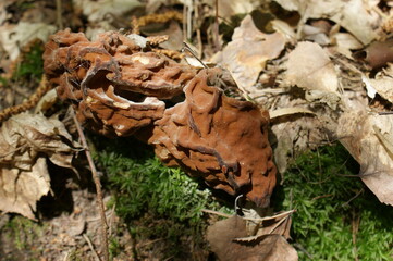 Fungus Gyromitra esculenta close up