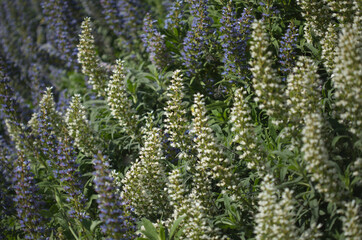 Flora of Gran Canaria - Echium callithyrsum, blue bugloss of Gran Canaria or of Tenteniguada, endemic and vulnerable plant natural macro floral background
