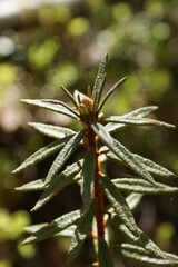 Wild rosemary Rhododendron tomentosum close up
