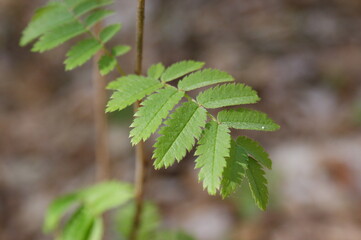 Rowan - Sorbus aucuparia beautiful leaves macro 