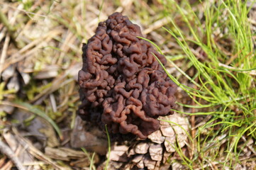 Fungus Gyromitra esculenta close up