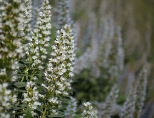 Flora of Gran Canaria - Echium callithyrsum, blue bugloss of Gran Canaria or of Tenteniguada, endemic and vulnerable plant natural macro floral background
