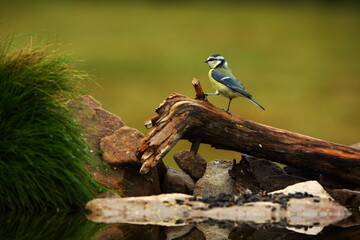 The Eurasian blue tit (Cyanistes caeruleus) on the branch in morning sun. © Honza Hejda