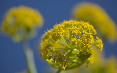 Flora of Gran Canaria -  flowering Ferula linkii, Giant Canary Fennel endemic to the Canary Islands