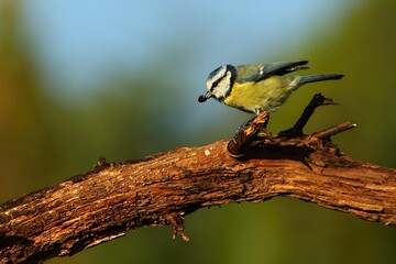 The Eurasian blue tit (Cyanistes caeruleus) on the branch in morning sun with a seed of a sunflower in her bill.