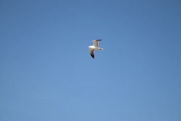 bird flying in the blue sky