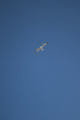 seagull flying in the sky