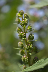 Flora of Gran Canaria - Echium callithyrsum, blue bugloss of Gran Canaria or of Tenteniguada, endemic and vulnerable plant natural macro floral background
