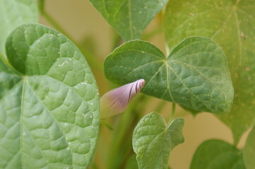 Beautiful flower Ipomoea purpurea starting to blossom