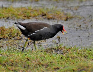 Wildlife in the nature . Brittany France
