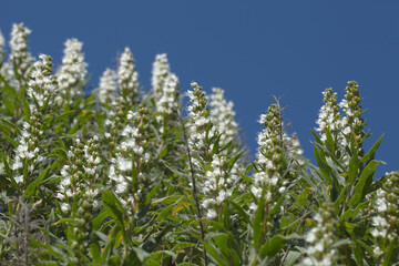 Flora of Gran Canaria - Echium callithyrsum, blue bugloss of Gran Canaria or of Tenteniguada, endemic and vulnerable plant natural macro floral background
