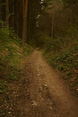 SENDERO ENTRE LA VEGETACI&Oacute;N.