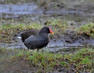 Wildlife in the nature . Brittany France