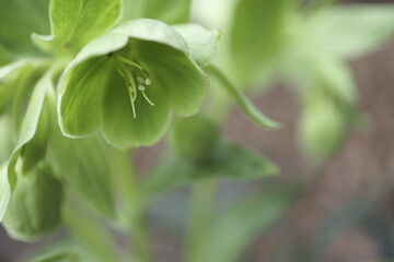 HELLEBORUS. MACRO DEL DETALLE DEL ELÉBORO VERDE. FONDO CON SUAVE DESENFOQUE.