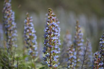 Flora of Gran Canaria - Echium callithyrsum, blue bugloss of Gran Canaria or of Tenteniguada, endemic and vulnerable plant natural macro floral background
