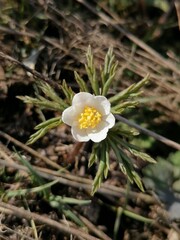 Beautiful flower anemone nemorosa in forest