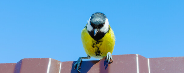 The yellow tit bird sits on the fence.