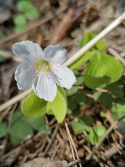 Beautiful flower oxalis acetosella in a forest