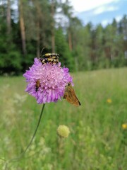 Insects rutpela maculata, pseudovadonia livida,  ochlodes sylvanus on a flower in a meadow