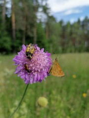 Insects rutpela maculata, pseudovadonia livida,  ochlodes sylvanus on a flower in a meadow