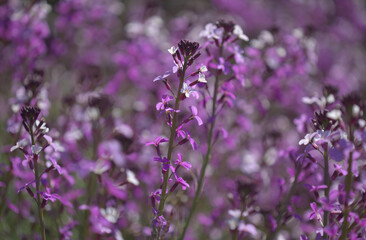 Flora of Gran Canaria - lilac flowers of crucifer plant Erysimum albescens, endemic to the island natural macro floral background
