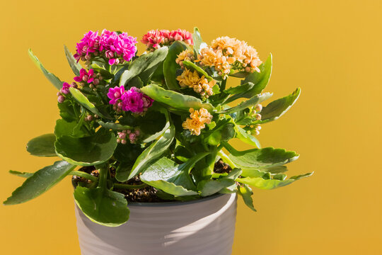 Beautiful kalanhoe flowers on a yellow background.