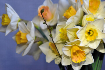 Naklejka na ściany i meble yellow daffodil flowers