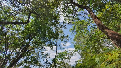 Árbol, Bosque, naturaleza, cielo, dosel, hojas