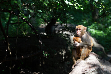 Two monkeys - mother and baby in natural habitat. China, Hainan island.