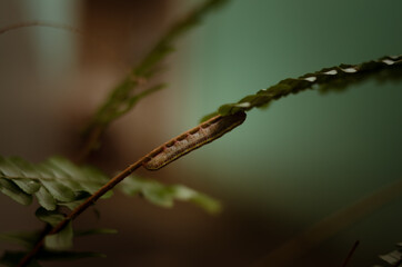 dragonfly on a leaf
