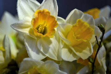 Naklejka na ściany i meble yellow daffodils in spring