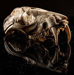 animal skull on black background