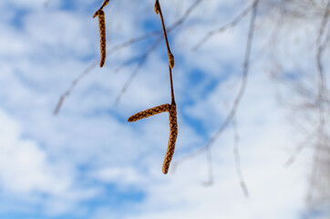 A birch branch with earrings and buds in early spring.