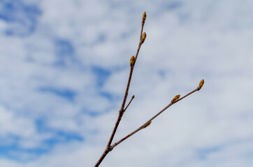 Twig with young buds in spring and blue sky and clouds.