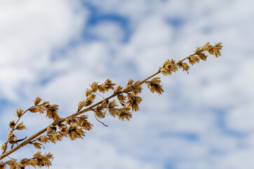 Dry plant of yellow color on a blue background of the sky with clouds.