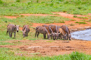Naklejka premium Group of Grevy's zebras stands by the pond. It is a wildlife photo in Africa, Kenya, Tsavo East National park.