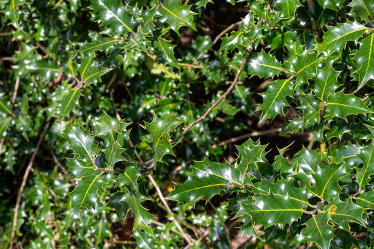 The sharp spikey edged leaves of a wild holly tree growing in South Yorkshire