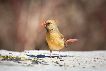 A female Northern Cardinal on a rock in a trail in Mississauga, Canada